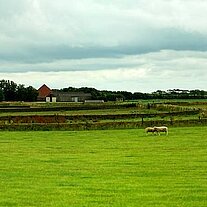 Gehöft und Pferde auf der Weide pano