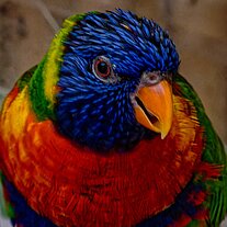 Darwin-Allfarblori (Trichoglossus rubritorqui