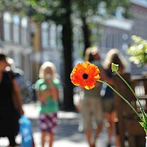 Mohnblume als Tischdeko Mohnblume als Tischdeko