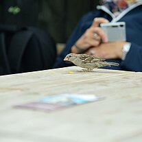 ein Spatz holt sich Reste ein Spatz holt sich Reste