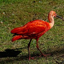 Scharlachsichler (Eudocimus ruber) Scharlachsichler (Eudocimus ruber)
