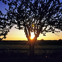 Straßenbaum im Gegenlicht Straßenbaum im Gegenlicht