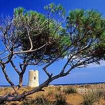 Sarazenenturm mit Pinie