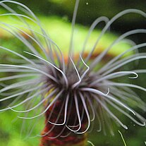 Seeanemone