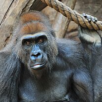 Gorillaweibchen
