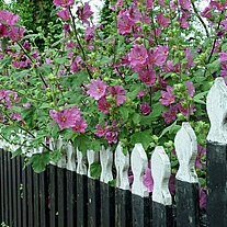 Blumenreicher Gartenzaun Blumenreicher Gartenzaun