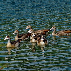 Enten Enten
