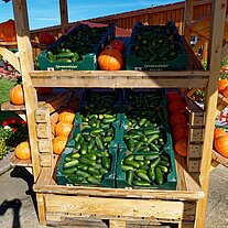 Gurken vom Spreewaldbauer Ricken