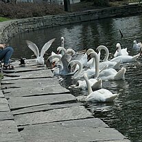 Mädchen füttert Schwäne Mädchen füttert Schwäne