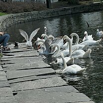 Mädchen füttert Schwäne