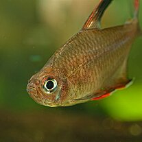 Aquariumsfisch