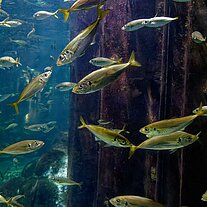 grosses Aquarium grosses Aquarium