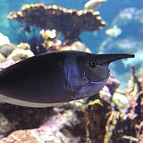 Nasenfisch