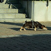 Dackel zieht Frauchen weg Dackel zieht Frauchen weg