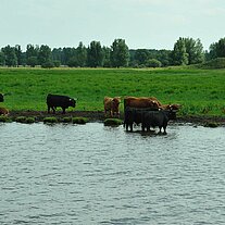 Hochlandrinder am Ufer Hochlandrinder am Ufer