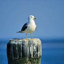 Möwe auf Holzpflock Möwe auf Holzpflock