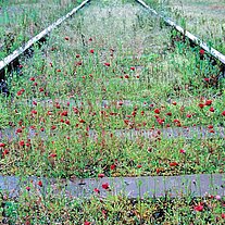 Mohnblumen zwischen den Geleisen Mohnblumen zwischen den Geleisen