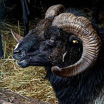 Dickhornschaf im Wildpark Dickhornschaf im Wildpark