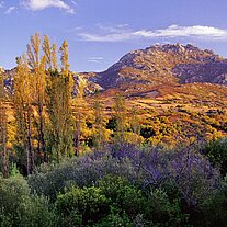 Landschaft Gallura mit Pappeln Landschaft Gallura mit Pappeln