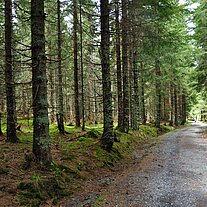 Weg zum Zigeunerfilz