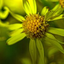Blüte Blüte
