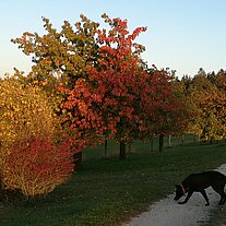 Herbstliche Landschaft am Hof mit Leo Herbstliche Landschaft am Hof mit Leo