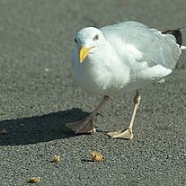 Möve holt sich ein Krümel