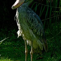 Schuhschnabel (Balaeniceps rex) Schuhschnabel (Balaeniceps rex)