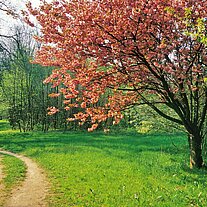 Obstbaum mit Weg Obstbaum mit Weg