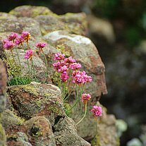 Blumen an Felsen