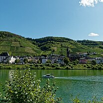 Weinberge an der Mosel bei Neef