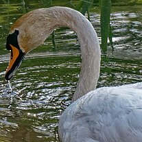 Schwanenportrait