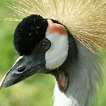 Kranichportrait