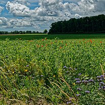 Blumenwiese bei Gudhjem Blumenwiese bei Gudhjem