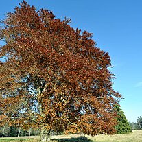 Rotbuche alleinstehend