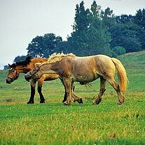 Pferde auf der Weide Pferde auf der Weide