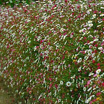Blumenbewucherte Mauer Blumenbewucherte Mauer