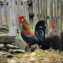 Gockel mit Hennen Gockel mit Hennen