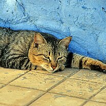 Kater Kater