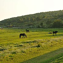 Friesen auf der Weide Friesen auf der Weide