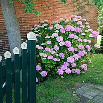 Hortension an der Mauer