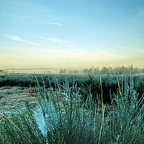 Morgennebel im Truppenübungsplatz