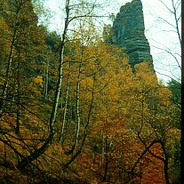 Herbstwald Felsnadel