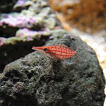 kleiner Roter Fisch