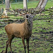 röhrender Hirsch röhrender Hirsch