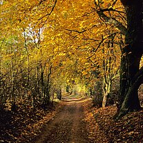 herbstlicher Waldweg herbstlicher Waldweg