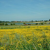 Rapsfeld mit Pferden Rapsfeld mit Pferden