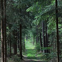 Waldweg Waldweg