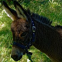Esel auf der Weide Esel auf der Weide