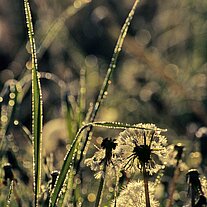 Pusteblumen mit Reif Pusteblumen mit Reif